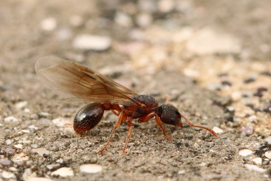 Formicidae: regina di... Myrmica sp. (cfr.)