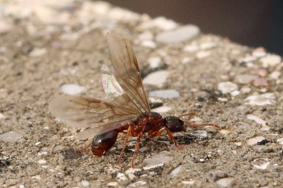 Formicidae: regina di... Myrmica sp. (cfr.)