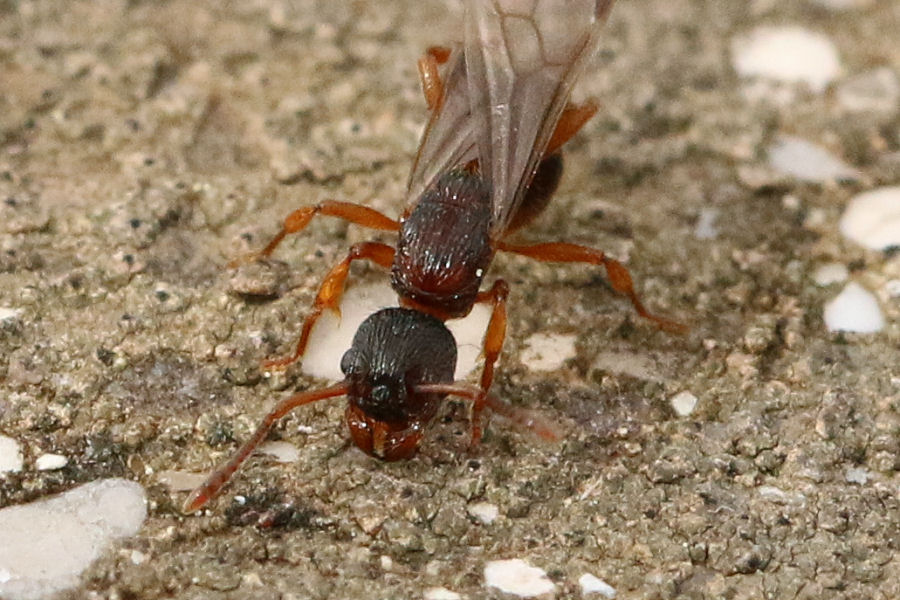 Formicidae: regina di... Myrmica sp. (cfr.)
