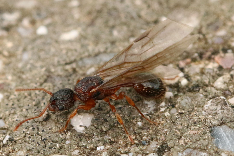 Formicidae: regina di... Myrmica sp. (cfr.)