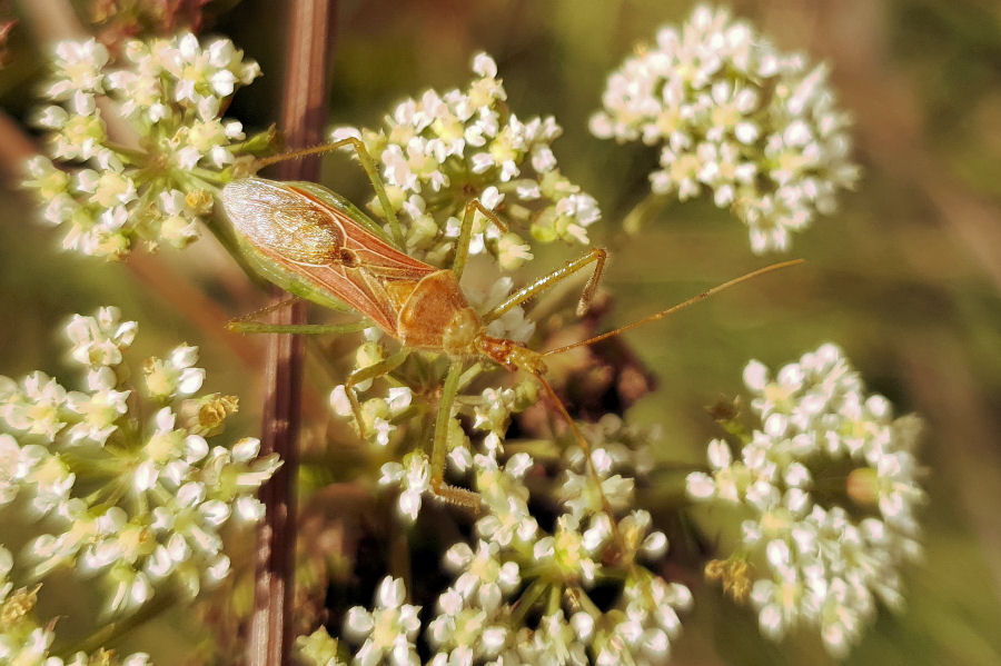 Reduviidae: Zelus renardii