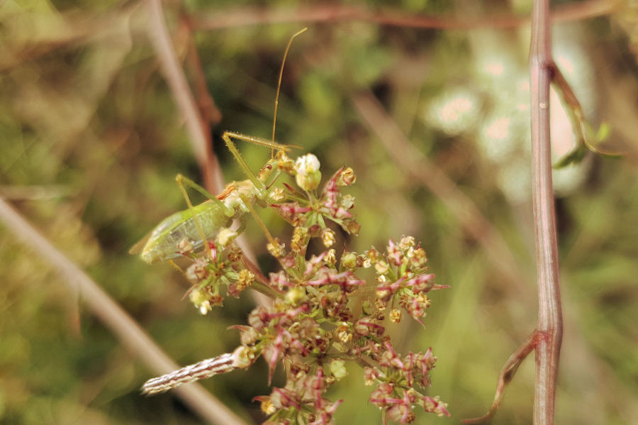 Reduviidae: Zelus renardii