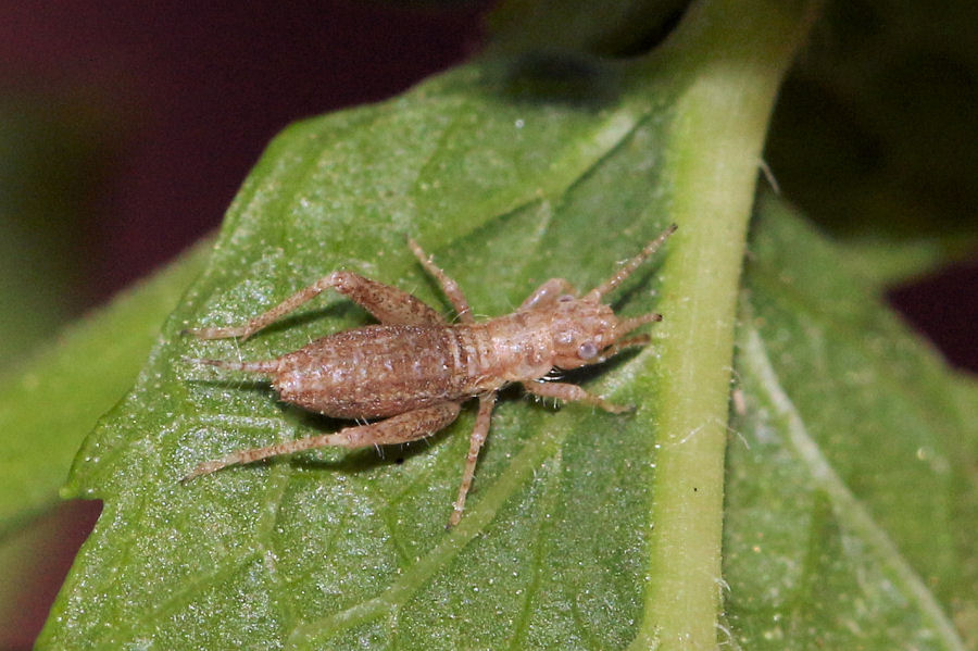 Mogoplistidae: Arachnocephalus vestitus