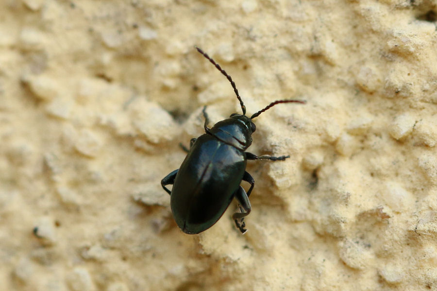 Chrysomelidae: Altica sp.
