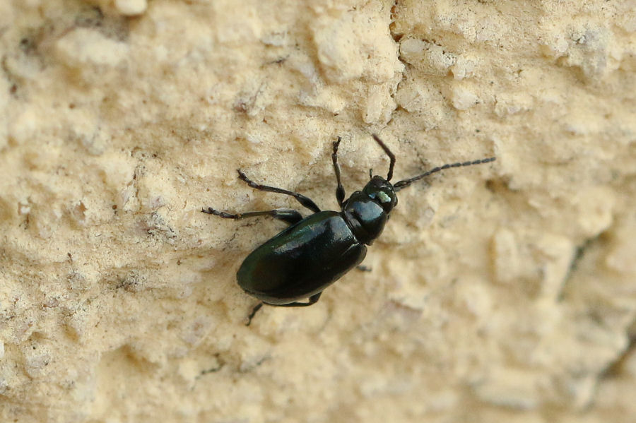 Chrysomelidae: Altica sp.