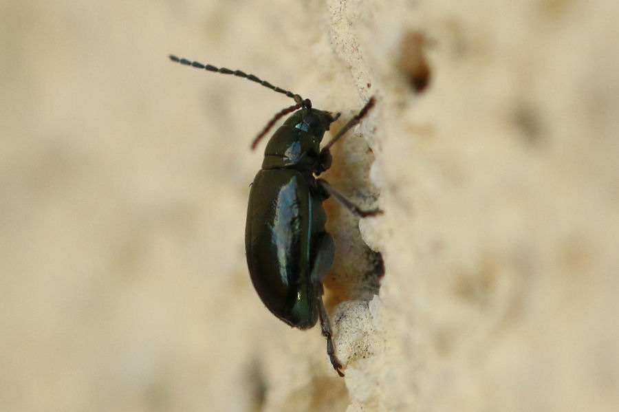 Chrysomelidae: Altica sp.