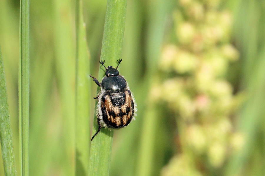 Rutelidae: Anisoplia monticola? S, ssp. monticola