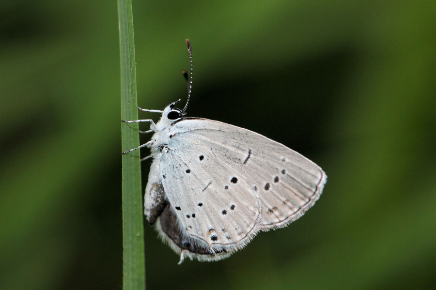 Lycaenidae: Cupido alcetas?  S