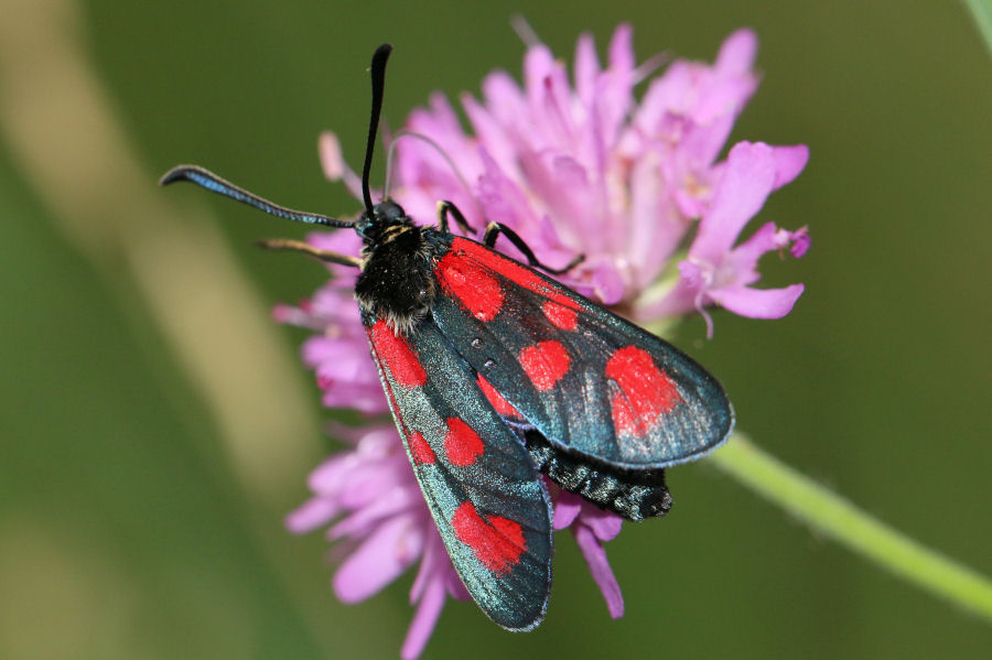 Zygaena loti? S