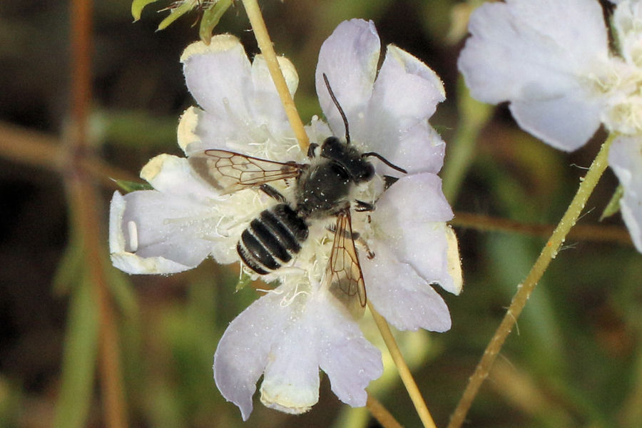 Apidae Megachilinae?  S, Megachile cfr. melanopyga, maschio