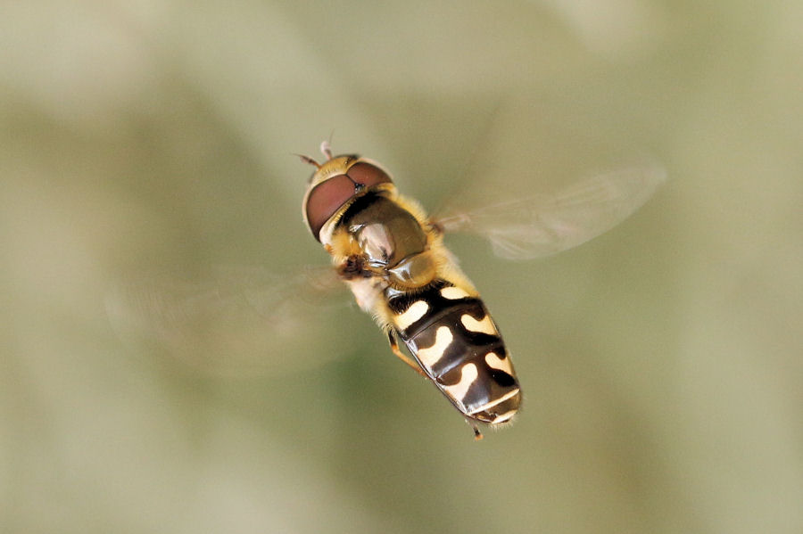 Syrphidae: Scaeva pyrastri ?   S !