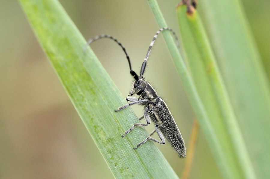 Cerambycidae: Agapanthia cardui e Calamobius filum ?  Si !
