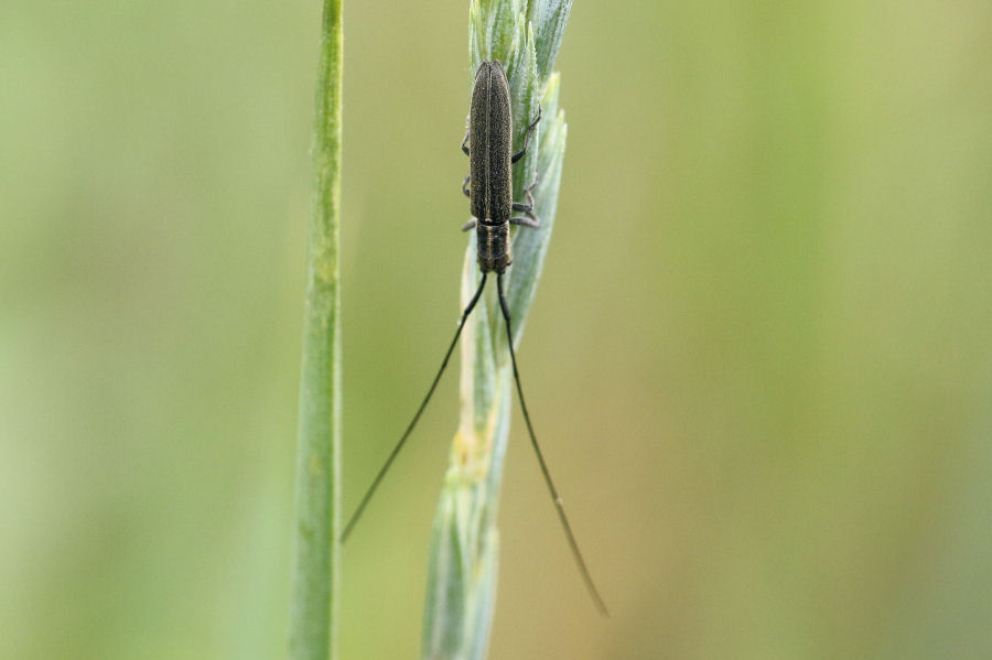 Cerambycidae: Agapanthia cardui e Calamobius filum ?  Si !