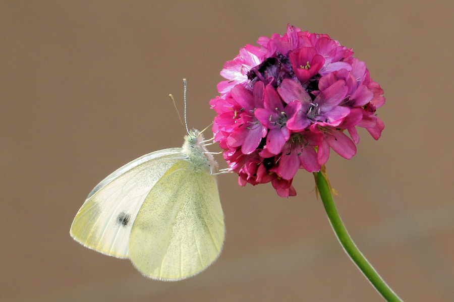 Pieris rapae? S