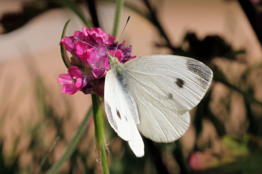 Pieris rapae? S