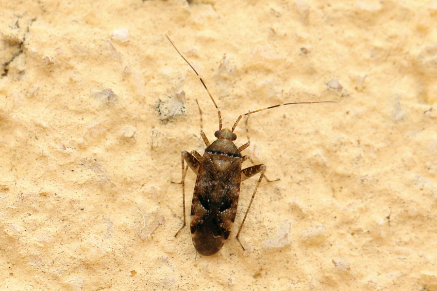 Miridae: un altro Phytocoris parvulus ?  S !