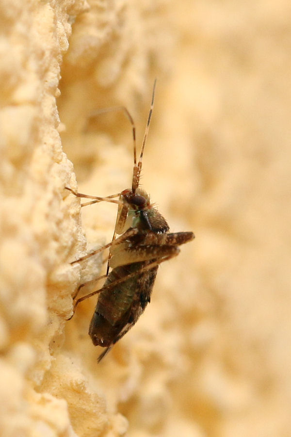 Miridae: un altro Phytocoris parvulus ?  S !