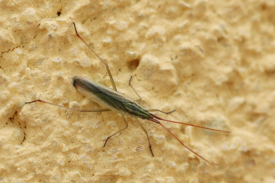 Miridae: Trigonotylus pulchellus?