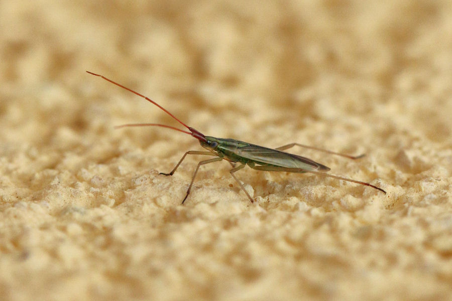 Miridae: Trigonotylus pulchellus?