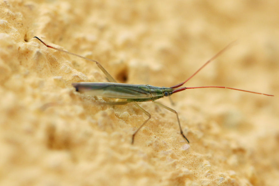 Miridae: Trigonotylus pulchellus?