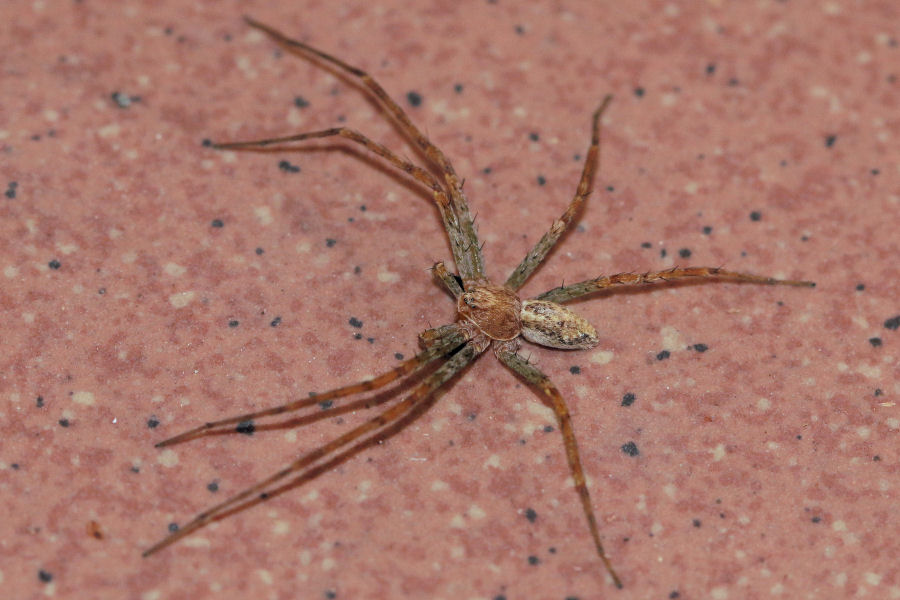 Philodromus aureolus?