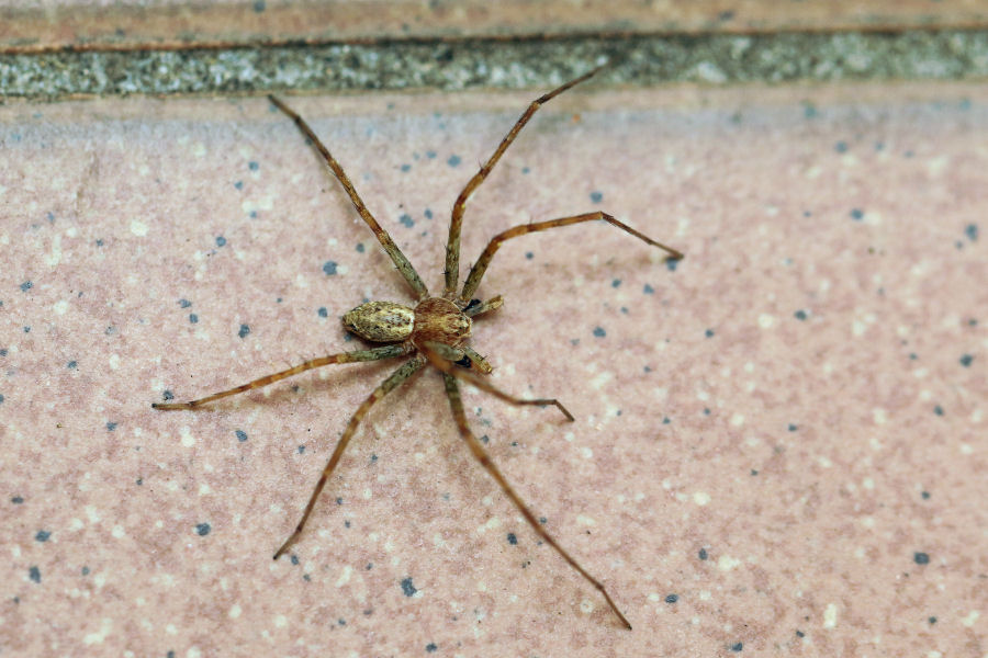 Philodromus aureolus?