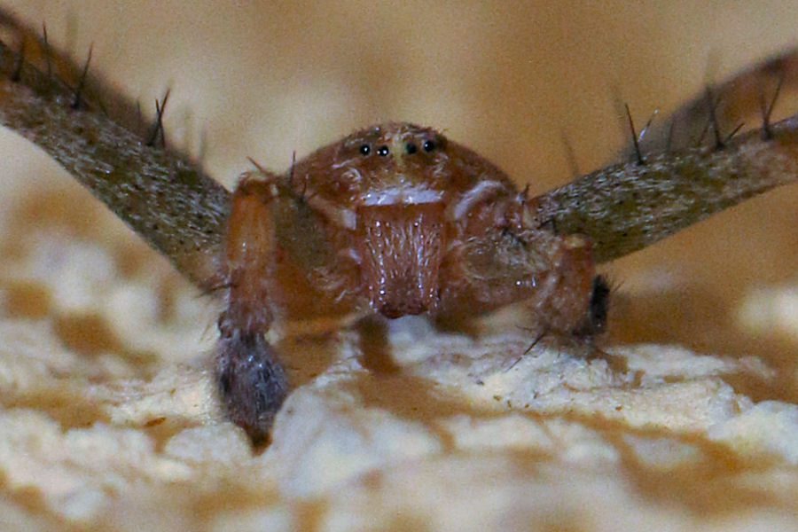 Philodromus aureolus?