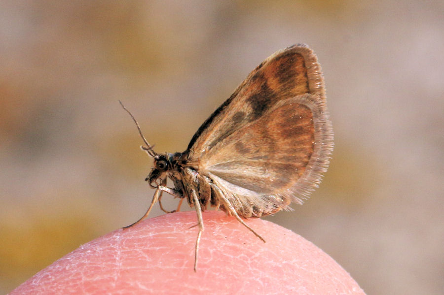 Farfallina in miniatura: Pyrausta despicata - Crambidae