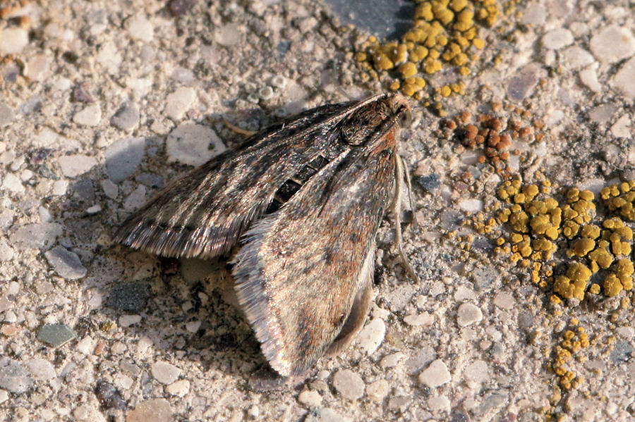 Farfallina in miniatura: Pyrausta despicata - Crambidae