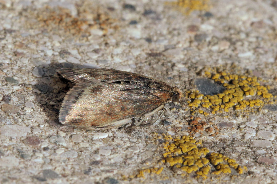 Farfallina in miniatura: Pyrausta despicata - Crambidae