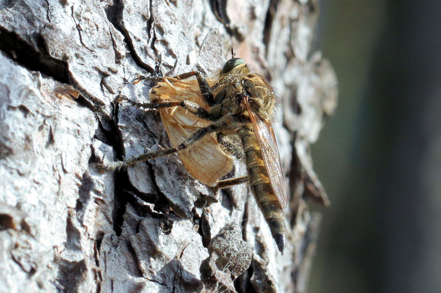 Asilidae da id.