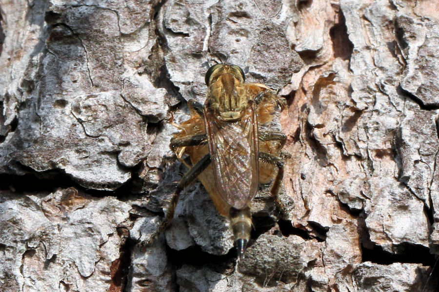 Asilidae da id.