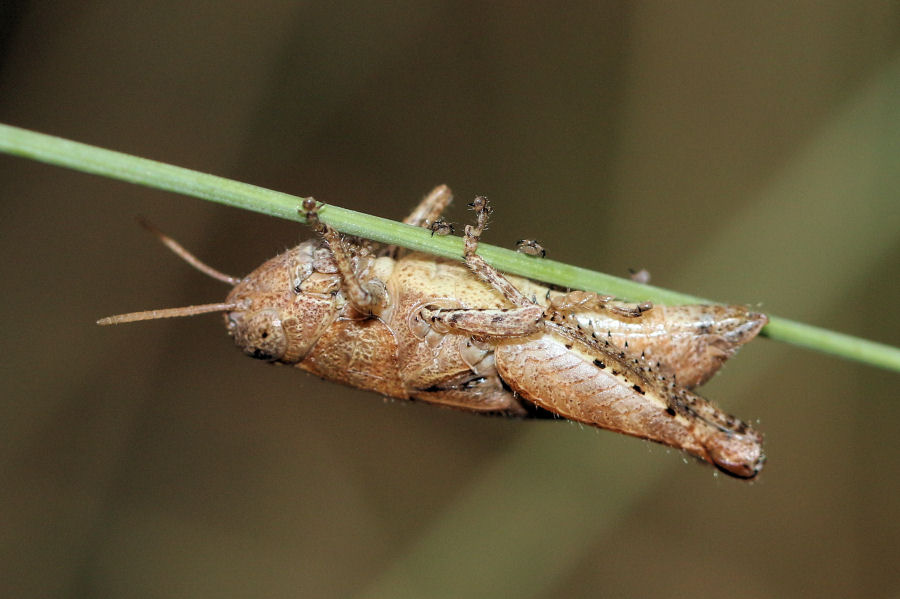 Acrididae: Pezotettix giornae?  S !