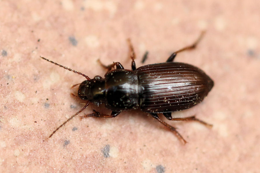 Carabidae Harpalinae da id.: Harpalus pygmaeus