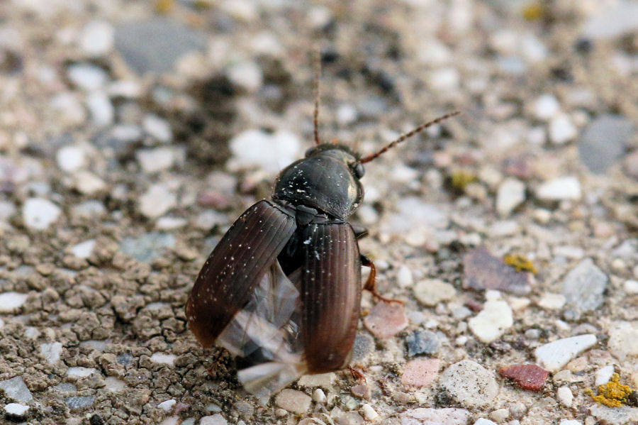 Carabidae Harpalinae da id.: Harpalus pygmaeus