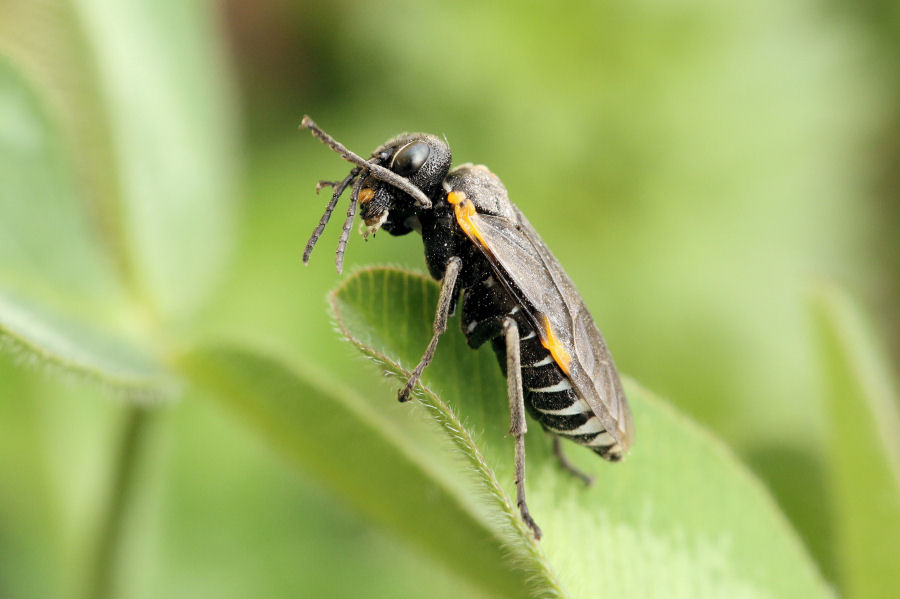 Tenthredinidae: Sciapteryx soror