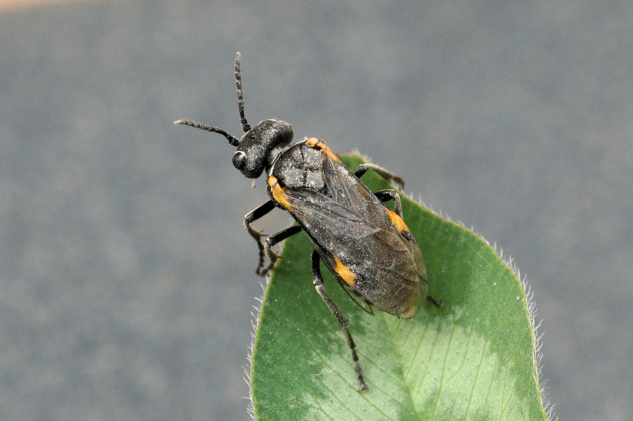 Tenthredinidae: Sciapteryx soror