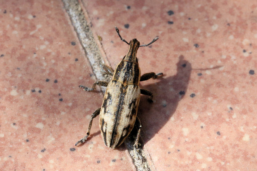 Curculionidae: Mecaspis alternans ?  Sì !