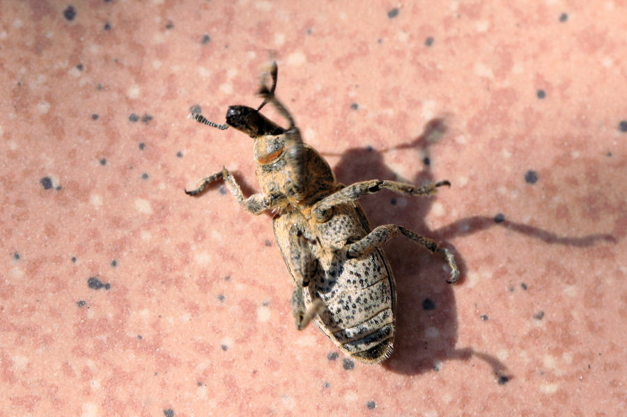 Curculionidae: Mecaspis alternans ?  Sì !