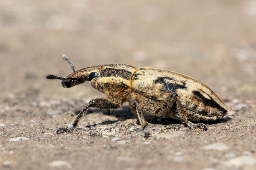 Curculionidae: Mecaspis alternans ?  Sì !