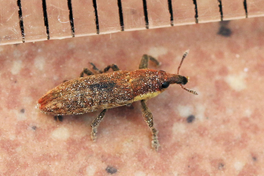 Curculionidae: Lixus sp. da id.