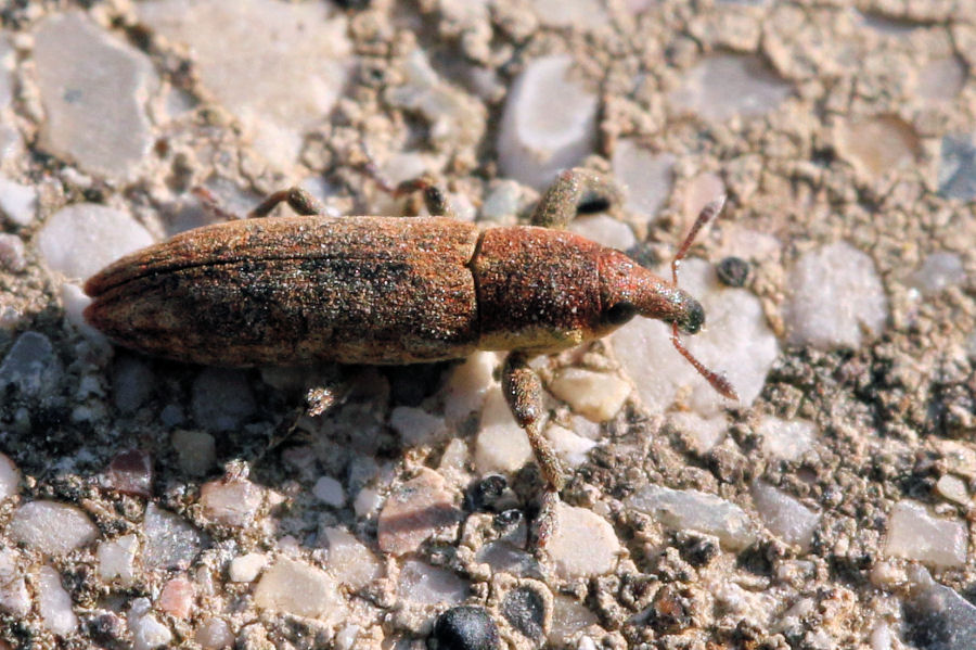 Curculionidae: Lixus sp. da id.