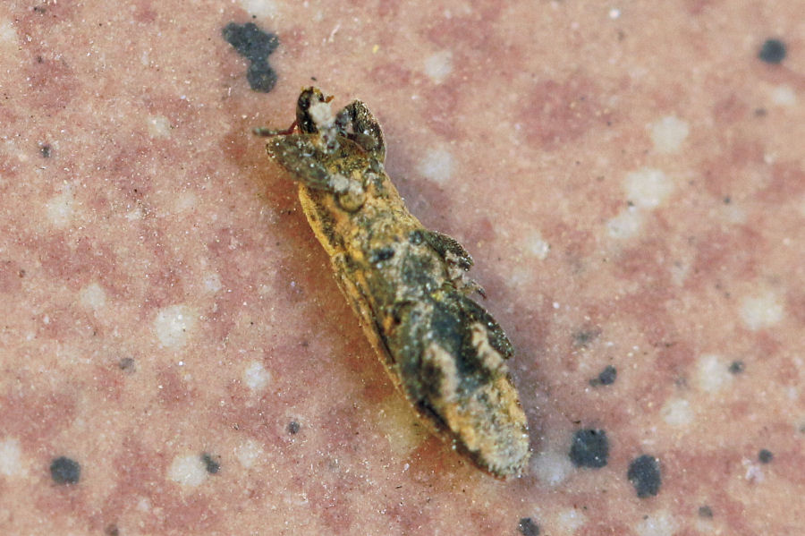 Curculionidae: Lixus sp. da id.