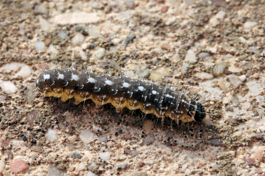 Larva di Noctuidae da confermare: Bryopsis muralis ?