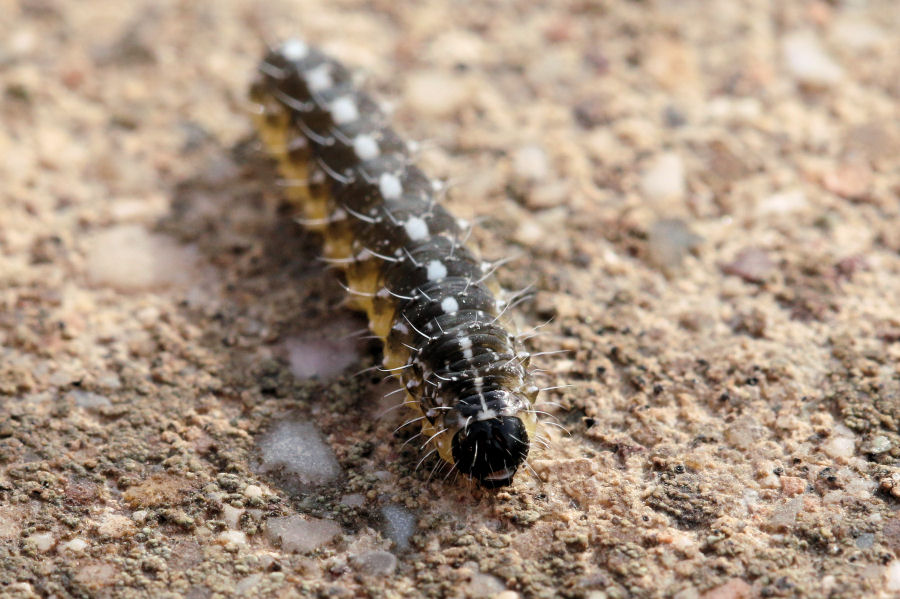 Larva di Noctuidae da confermare: Bryopsis muralis ?