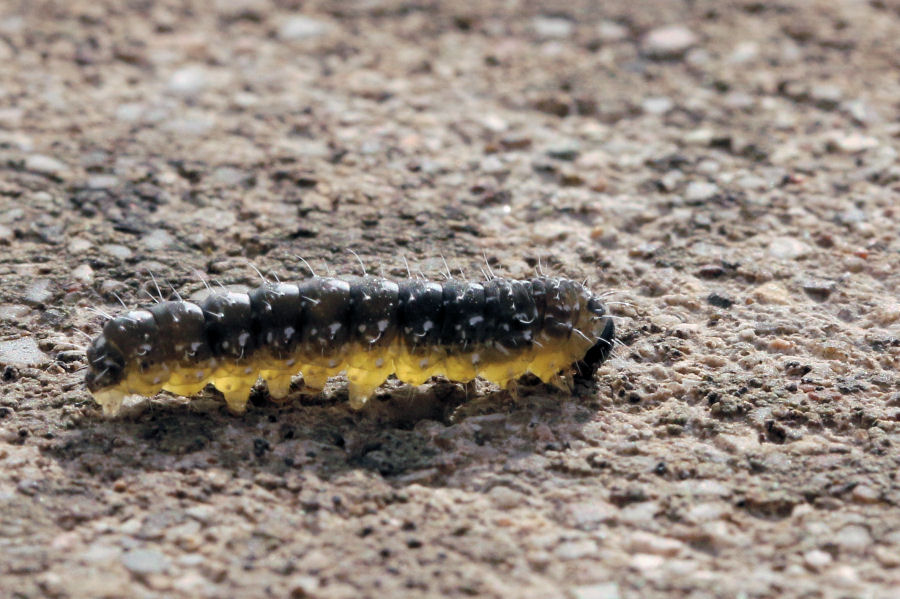 Larva di Noctuidae da confermare: Bryopsis muralis ?