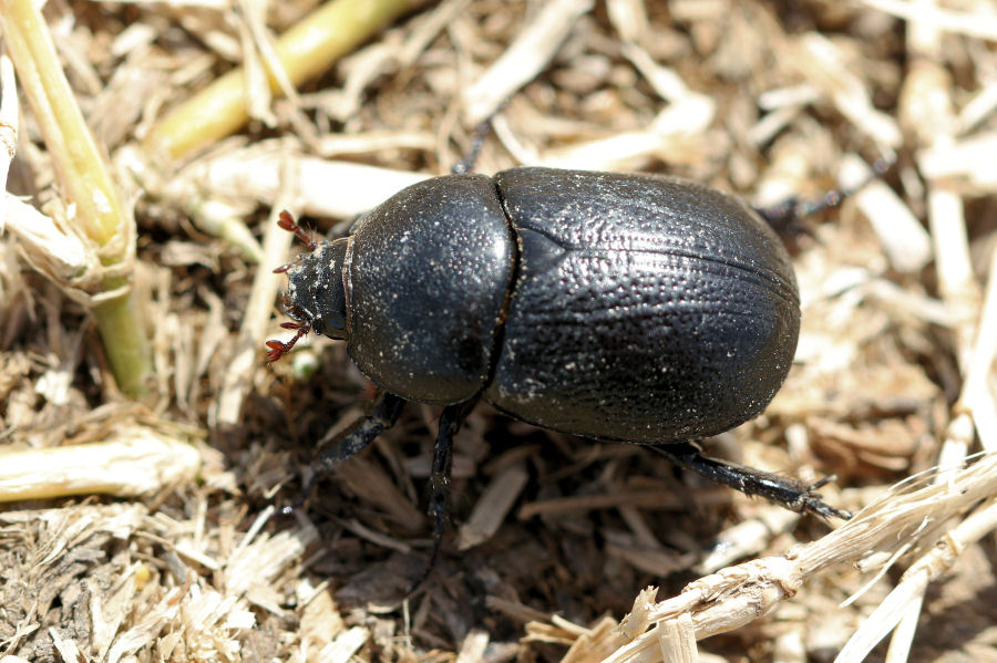 Dynastidae: Pentadon bidens punctatus? Sì.