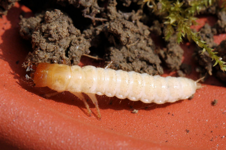 Larve di coleottero nel terreno: cfr. Carabidae Harpalinae