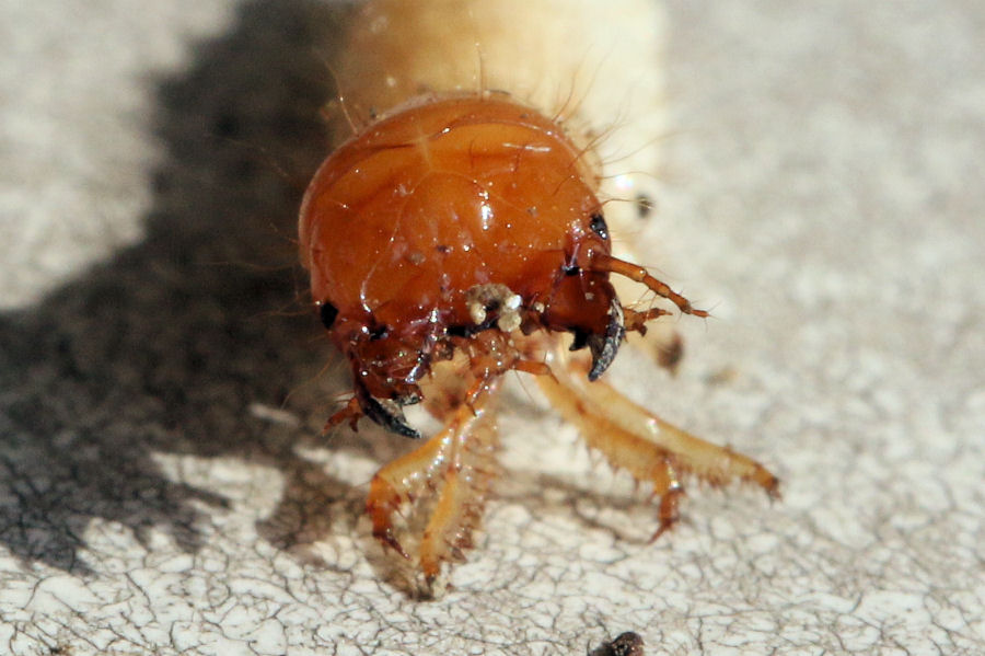 Larve di coleottero nel terreno: cfr. Carabidae Harpalinae