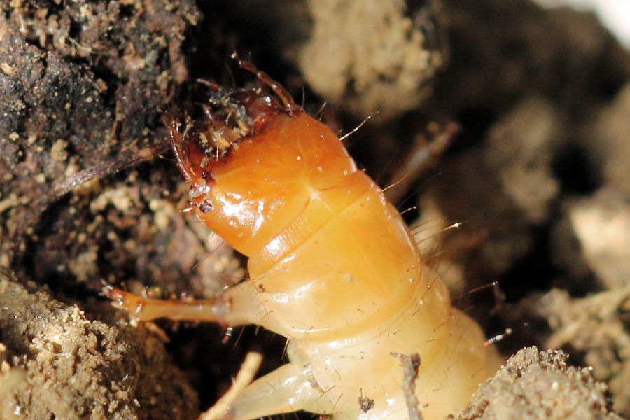 Larve di coleottero nel terreno: cfr. Carabidae Harpalinae